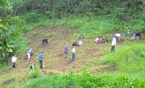 क्याम्पसको खाली जग्गामा फलफूलका बिरुवा